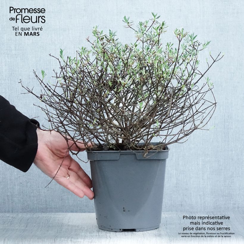 Amostra de Abélia grandiflora Confetti Vaso de 3 L/4 L tal como entregue na primavera