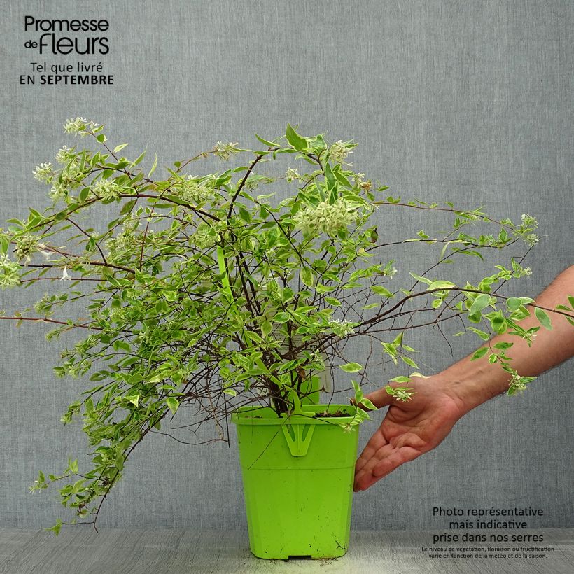 Amostra de Abélia grandiflora Hopley's Vaso de 2 L/3 L tal como entregue no outono
