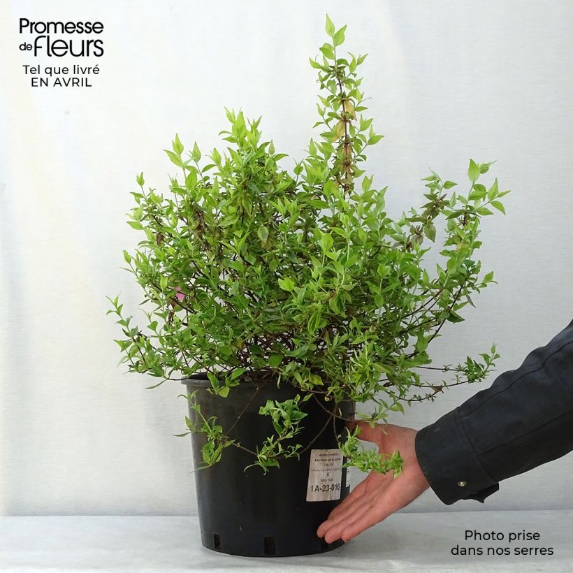 Amostra de Abélia grandiflora Kaléidoscope Vaso de 3 L/4 L tal como entregue na primavera