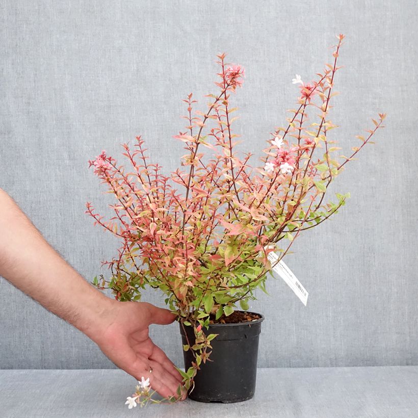 Amostra de Abélia grandiflora Kaléidoscope Vaso de 1 L/1,5 L tal como entregue no verão