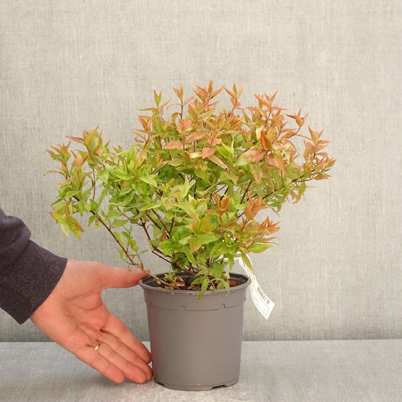 Amostra de Abélia grandiflora Kaléidoscope Vaso de 1 L/1,5 L tal como entregue na primavera
