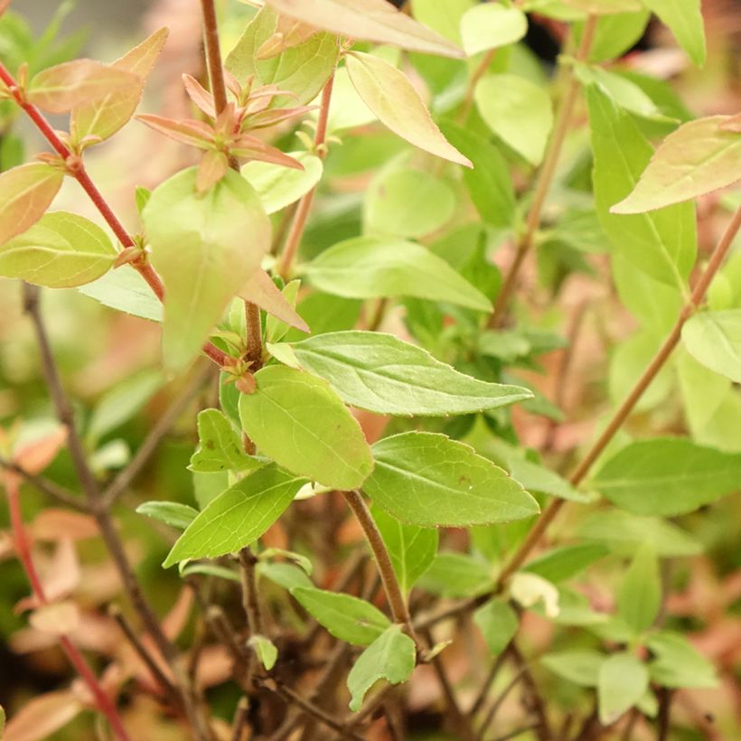 Abélia grandiflora Pisto (Folhagem)