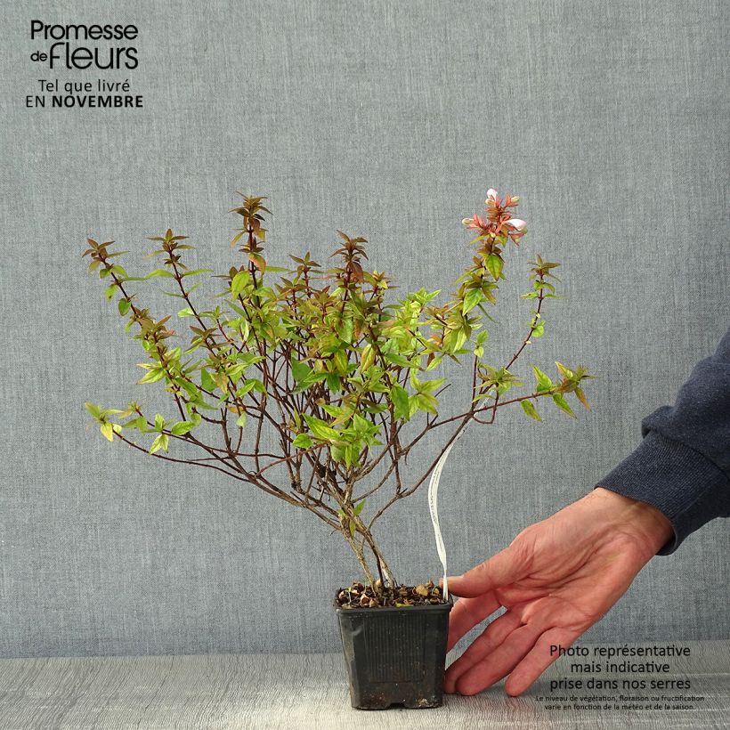 Amostra de Abelia grandiflora Pisto Godet de 8/9 cm tal como entregue no outono