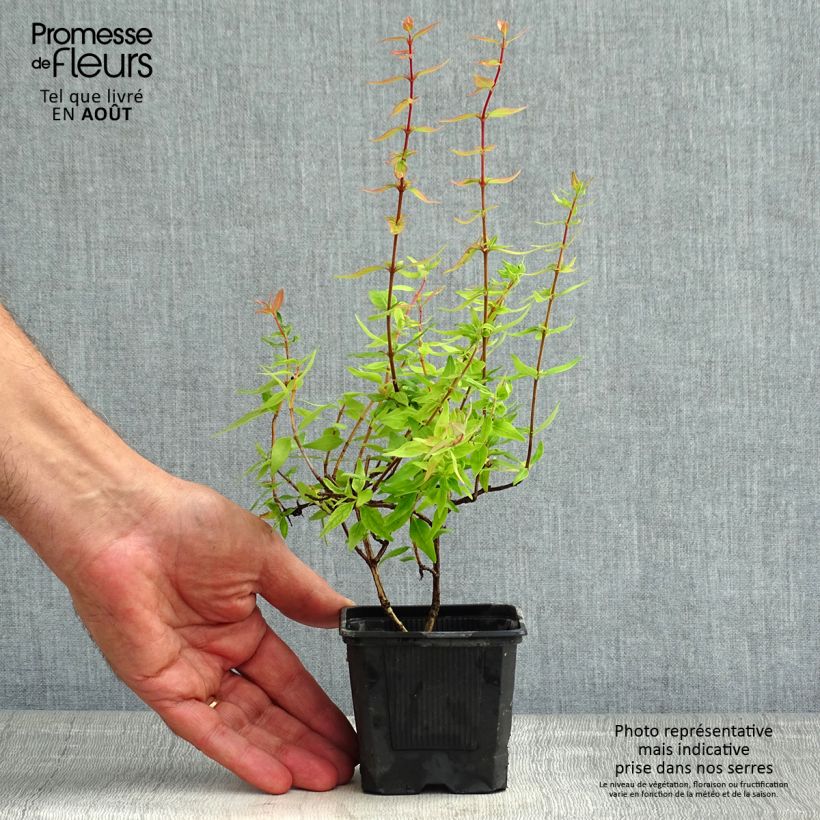 Amostra de Abélia grandiflora Pisto Vaso de 8/9 cm tal como entregue no verão