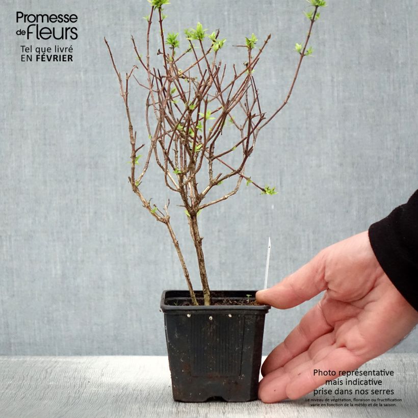 Amostra de Abelia grandiflora Pisto Vaso de 8/9 cm tal como entregue no inverno