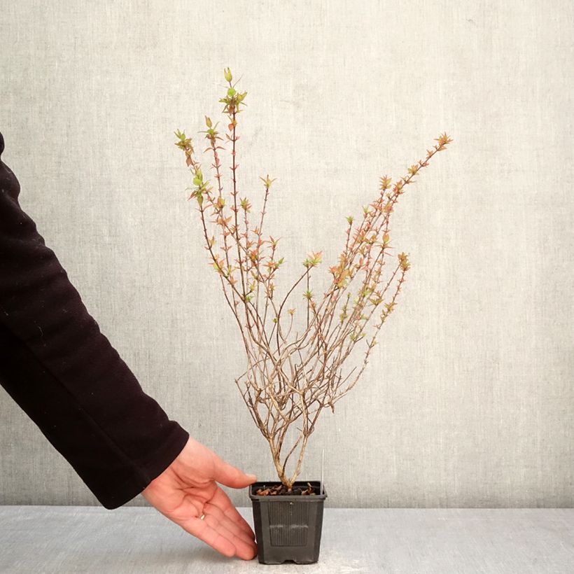 Amostra de Abélia grandiflora Pisto Vaso de 8/9 cm tal como entregue na primavera