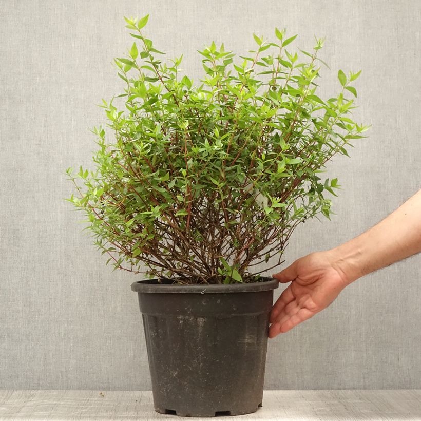 Amostra de Abélia grandiflora Vaso de 7,5 L/10 L tal como entregue no verão