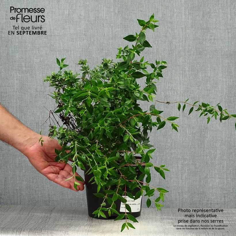 Amostra de Abélia grandiflora Prostrata Vaso de 2 L/3 L tal como entregue no outono