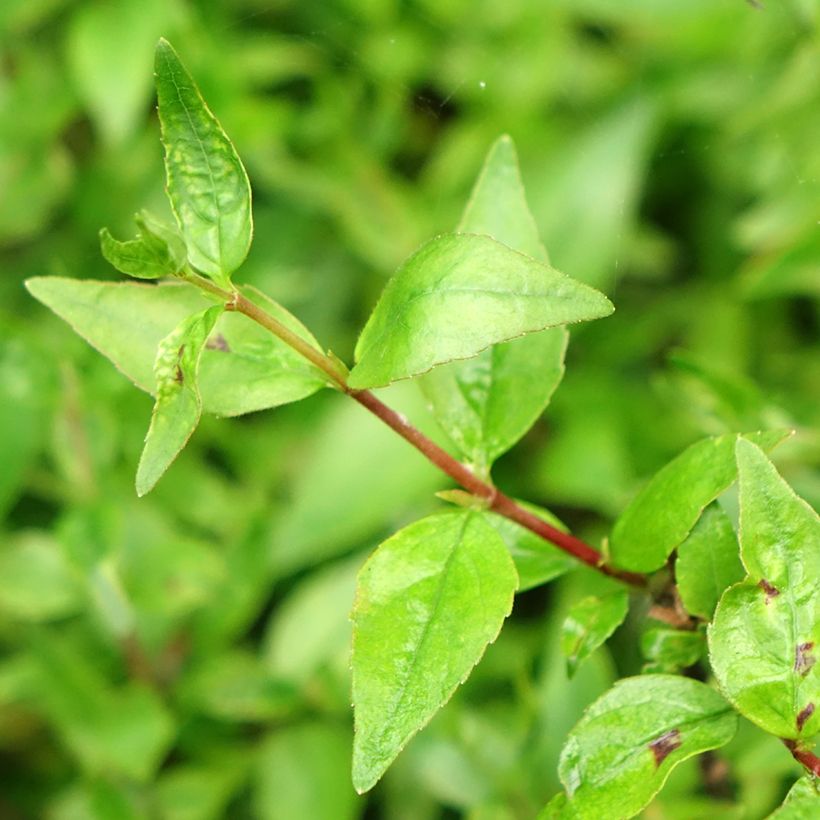 Abélia grandiflora Prostrata (Folhagem)