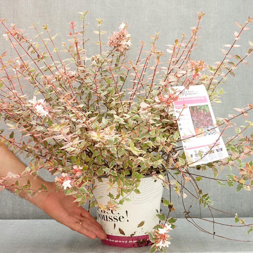 Amostra de Abélia grandiflora Psykedelik Vaso de 4 L/5 L tal como entregue no verão