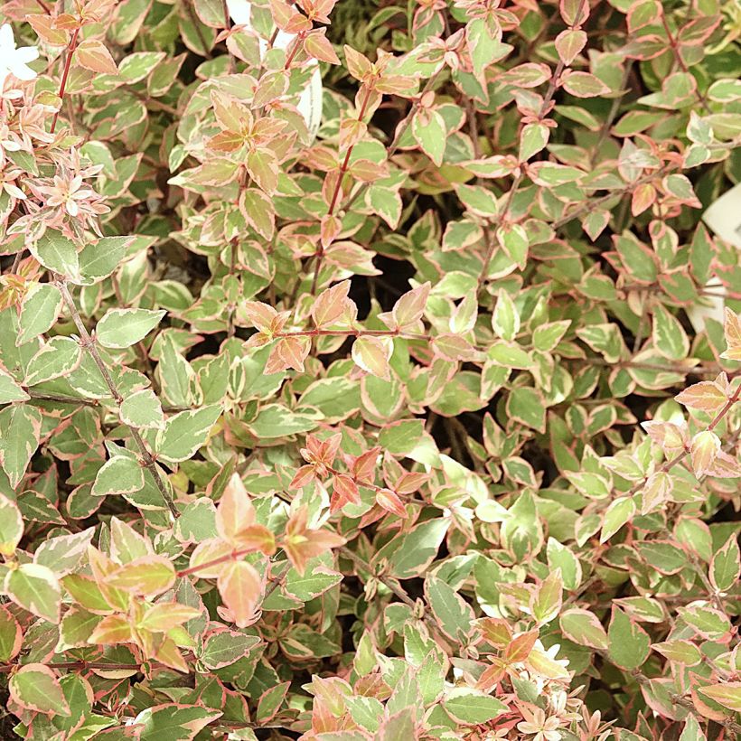 Abélia grandiflora Psykedelik (Folhagem)
