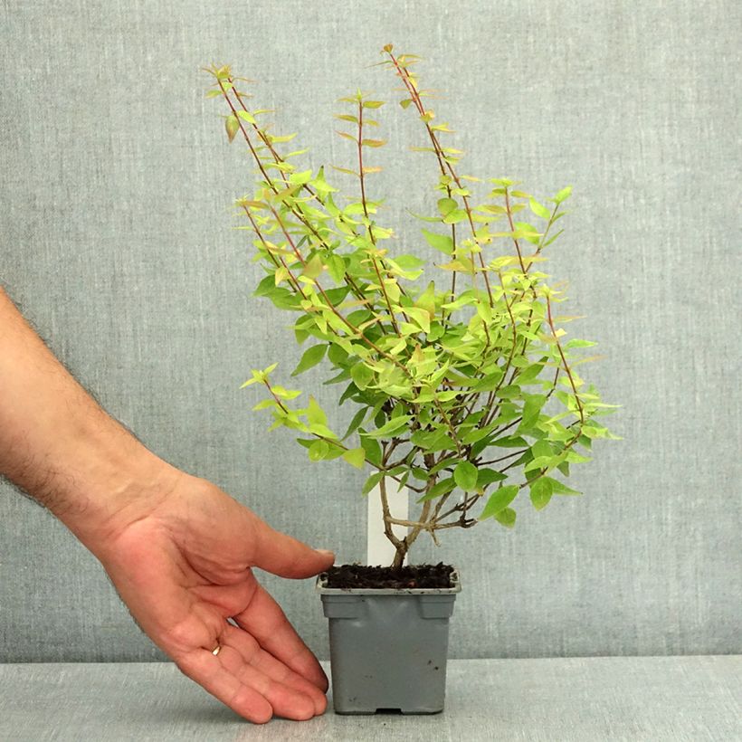 Amostra de Abélia grandiflora Sherwood Vaso de 8/9 cm tal como entregue no verão