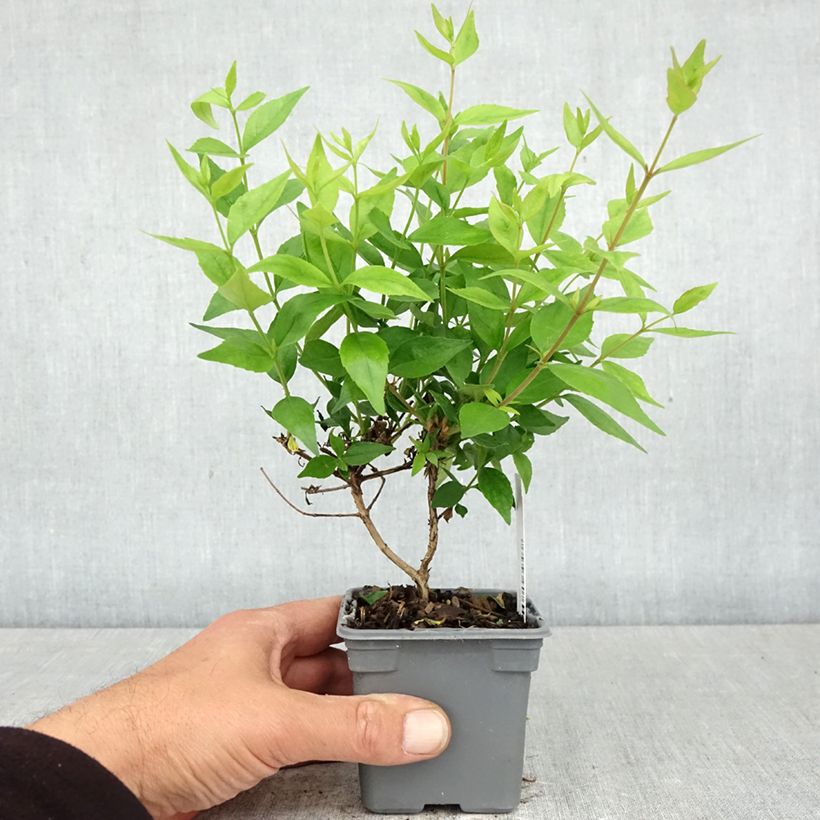 Amostra de Abélia grandiflora Sherwood Vaso de 8/9 cm tal como entregue na primavera