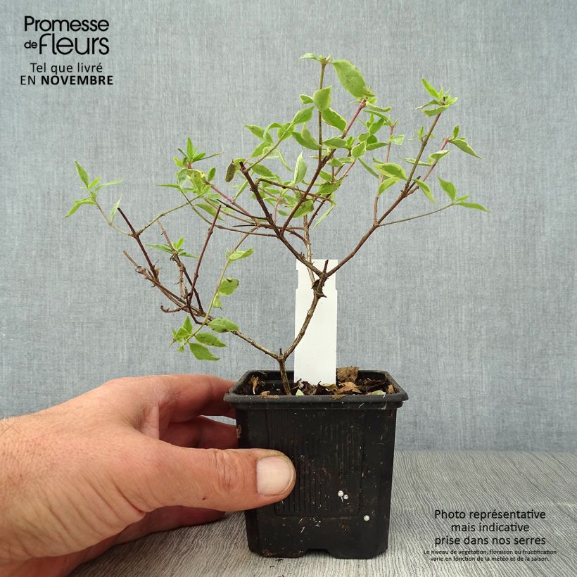 Amostra de Abelia grandiflora Sunshine Daydream Godet de 8/9 cm tal como entregue no outono