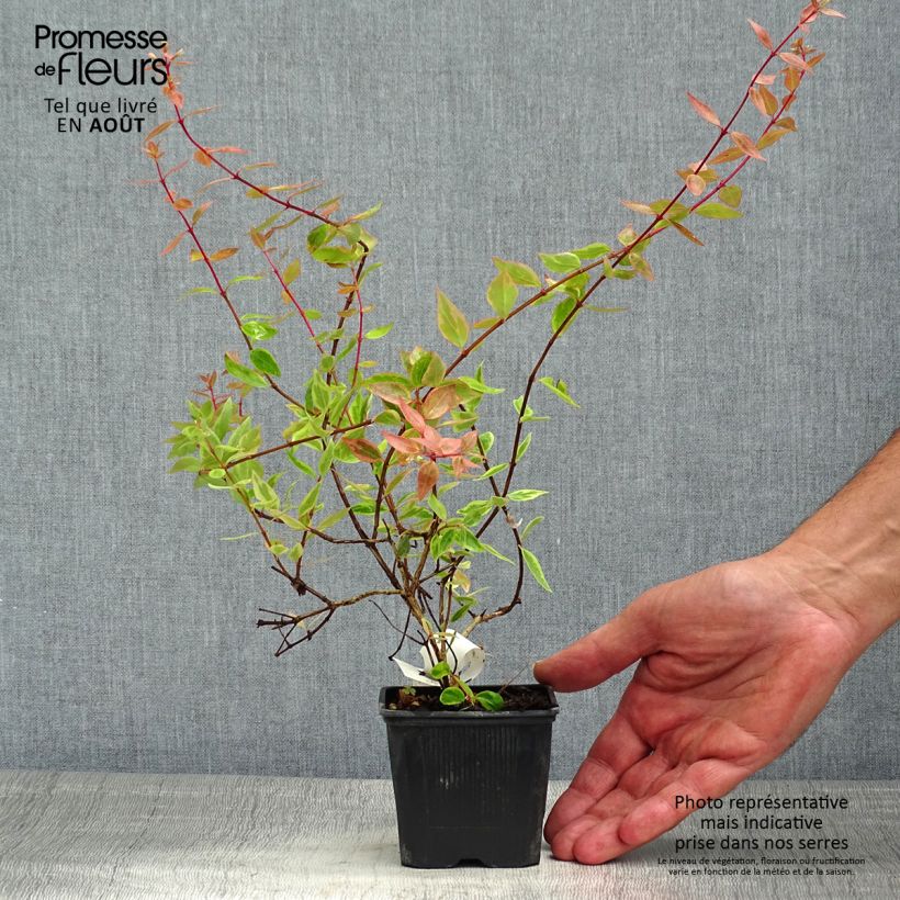 Amostra de Abélia grandiflora Sunshine Daydream Vaso de 8/9 cm tal como entregue no verão