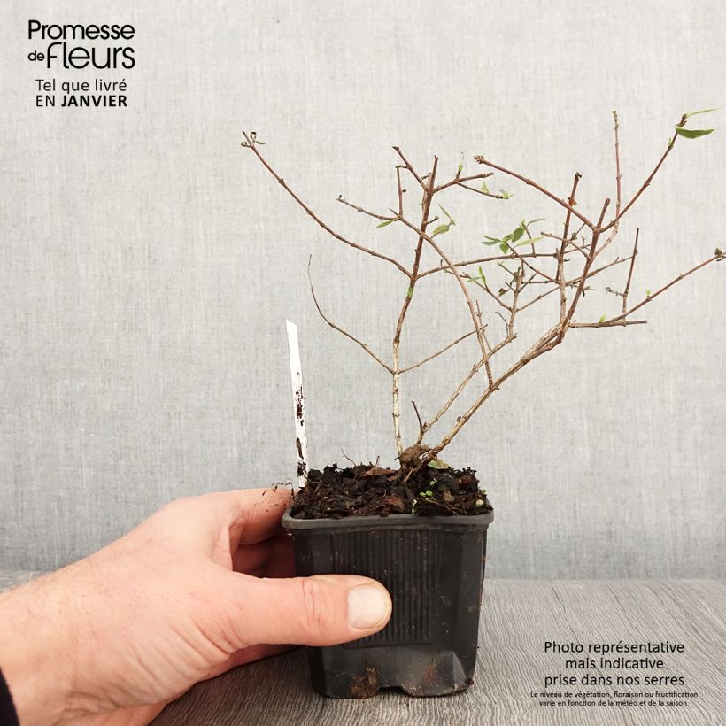 Amostra de Abélia grandiflora Sunshine Daydream Vaso de 8/9 cm tal como entregue no inverno