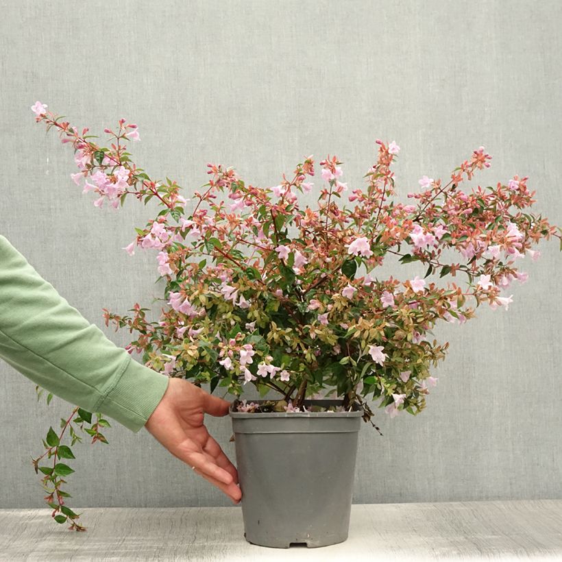 Amostra de Abélia grandiflora Pink Pong Vaso de 3 L/4 L tal como entregue no verão