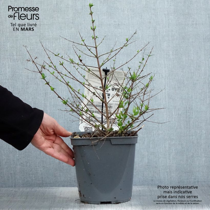 Amostra de Abélia Raspberry Profusion Vaso de 3 L/4 L tal como entregue na primavera