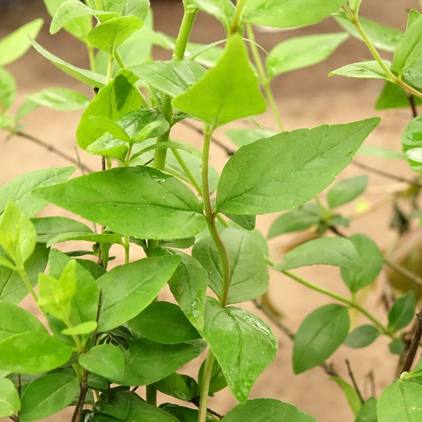 Abélia Raspberry Profusion (Folhagem)