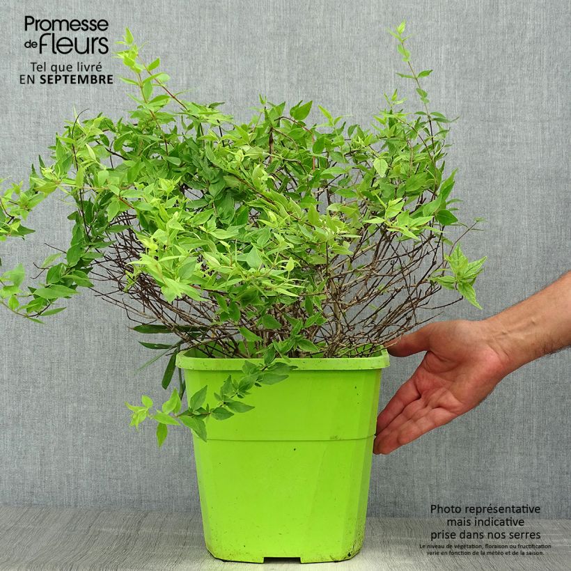 Amostra de Abélia grandiflora Happy Daydream Vaso de 3 L/4 L tal como entregue no outono