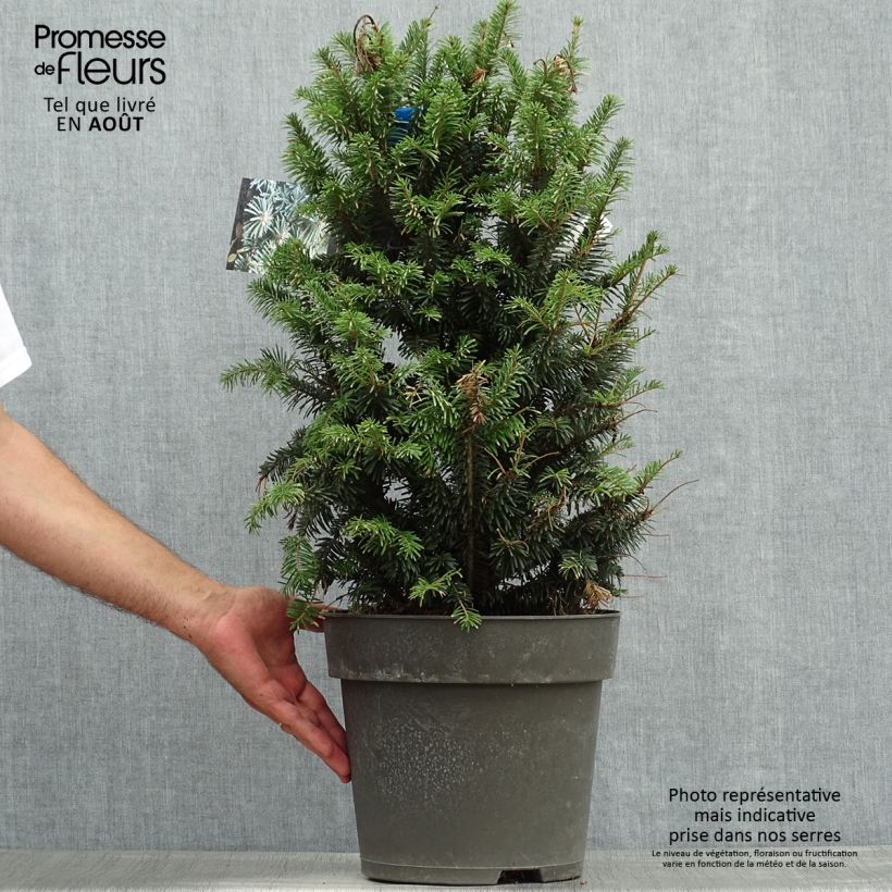 Amostra de Abies alba Pyramidalis Vaso de 7,5 L/10 L tal como entregue no verão