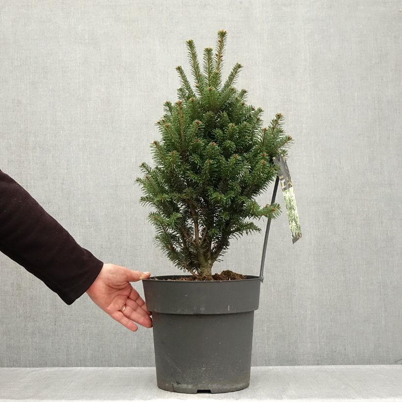 Amostra de Abies alba Pyramidalis Vaso de 7,5 L/10 L tal como entregue no outono