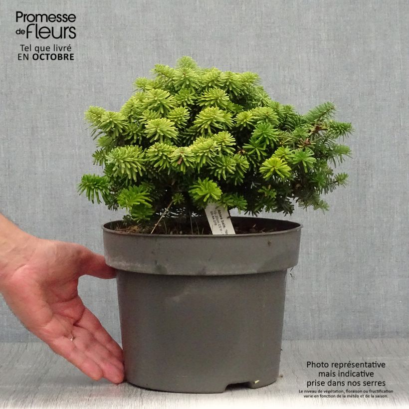 Amostra de Abies balsamea Nana Vaso de 4 L/5 L tal como entregue no outono