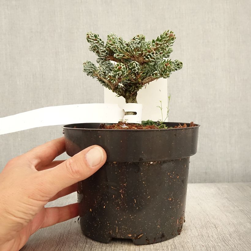 Amostra de Abies koreana Kohout's Icebreaker® Vaso de 2 L/3 L tal como entregue no outono