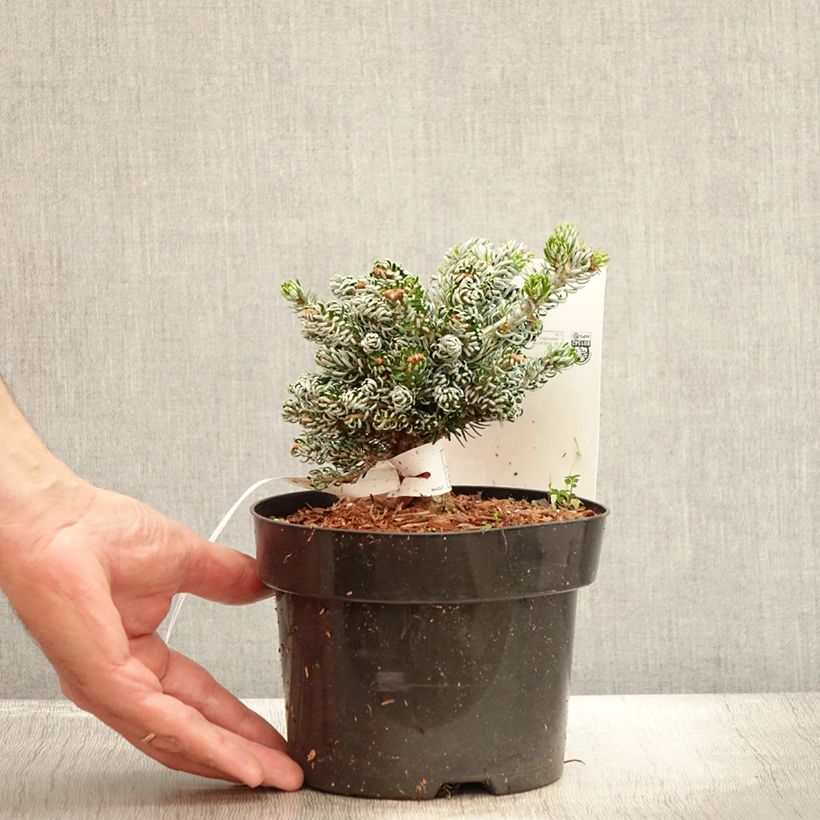 Amostra de Abies koreana Kohout's Icebreaker® Vaso de 2 L/3 L tal como entregue no verão