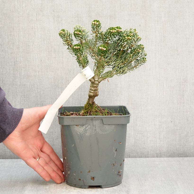 Amostra de Abies koreana Kohout's Icebreaker® Vaso de 2 L/3 L tal como entregue na primavera