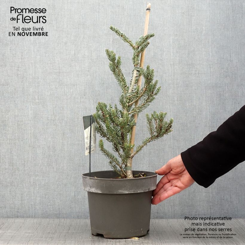 Amostra de Abies koreana Silberlocke Vaso de 4 L/5 L tal como entregue no outono