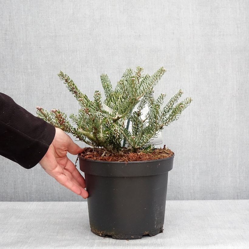 Amostra de Abies koreana Silberlocke - Sapin de Corée Vaso de 4 L/5 L tal como entregue no inverno