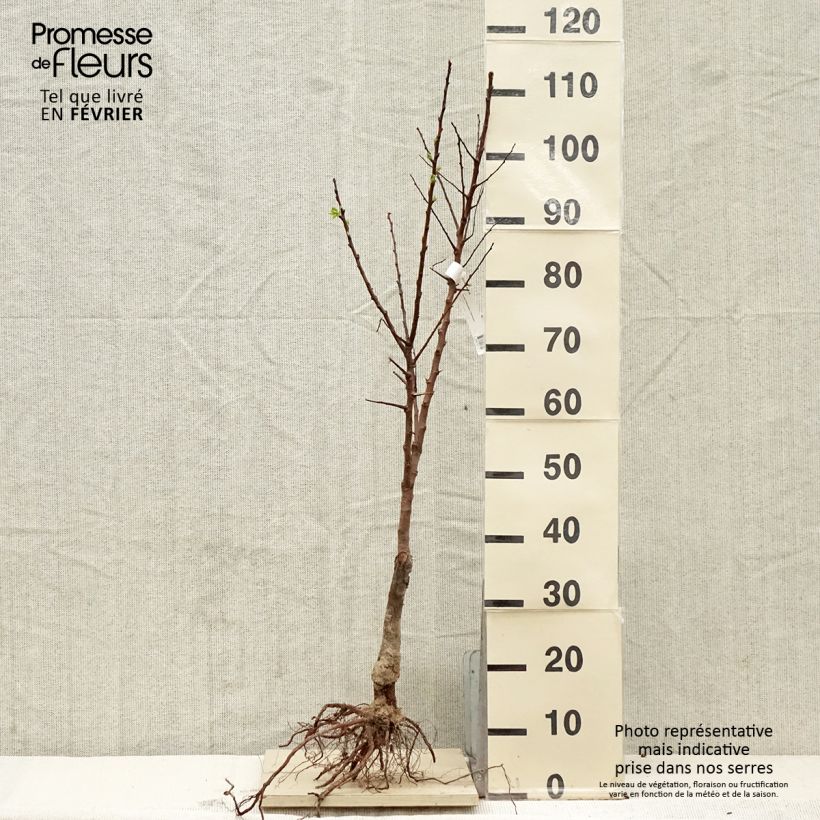 Amostra de Abricotier Bergeron Bio tal como entregue no inverno