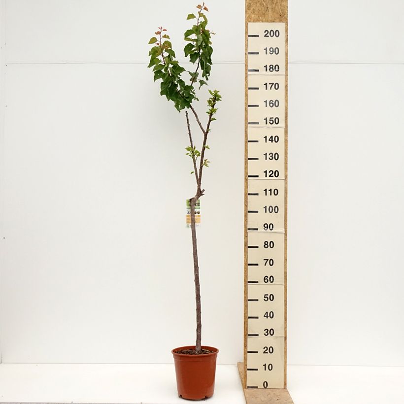 Amostra de Damasqueiro Bergeron - Prunus armeniaca Vaso de 7,5 L/10 L, Meia haste tal como entregue na primavera