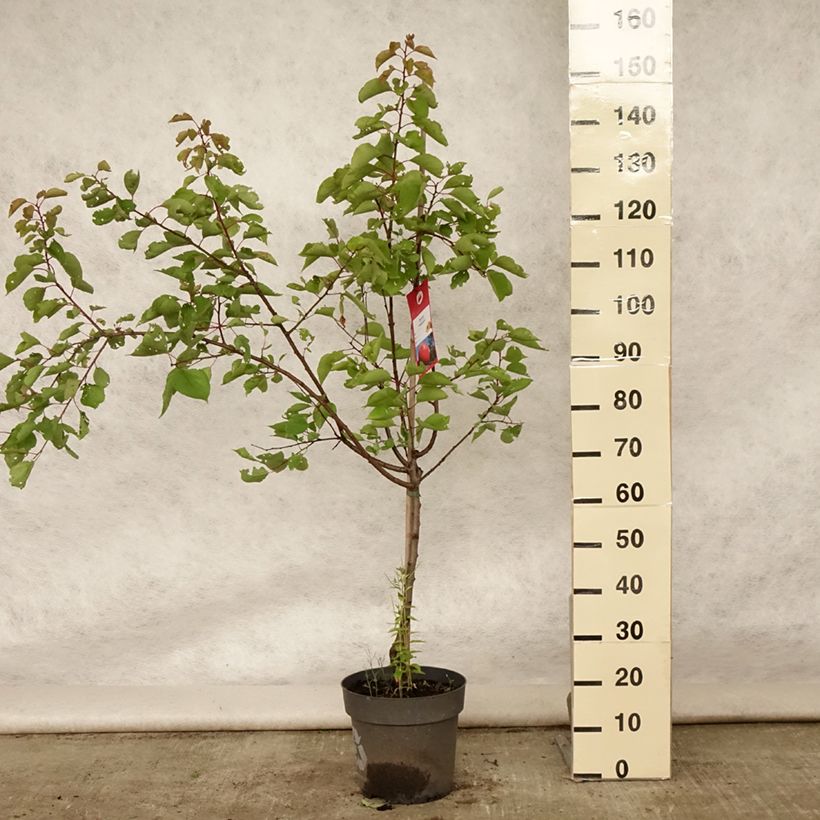 Amostra de Damasqueiro Bergeron - Prunus armeniaca Vaso de 7,5 L/10 L, Copo tal como entregue no verão