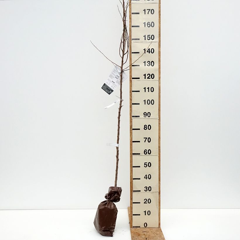 Amostra de Abricotier Bergeron Torrão "Pronto a plantar", Rebento tal como entregue no outono