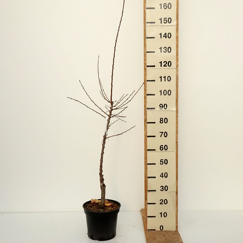 Amostra de Damasqueiro Bergeval - Prunus armeniaca Vaso de 12 L/15 L, Copo tal como entregue no outono