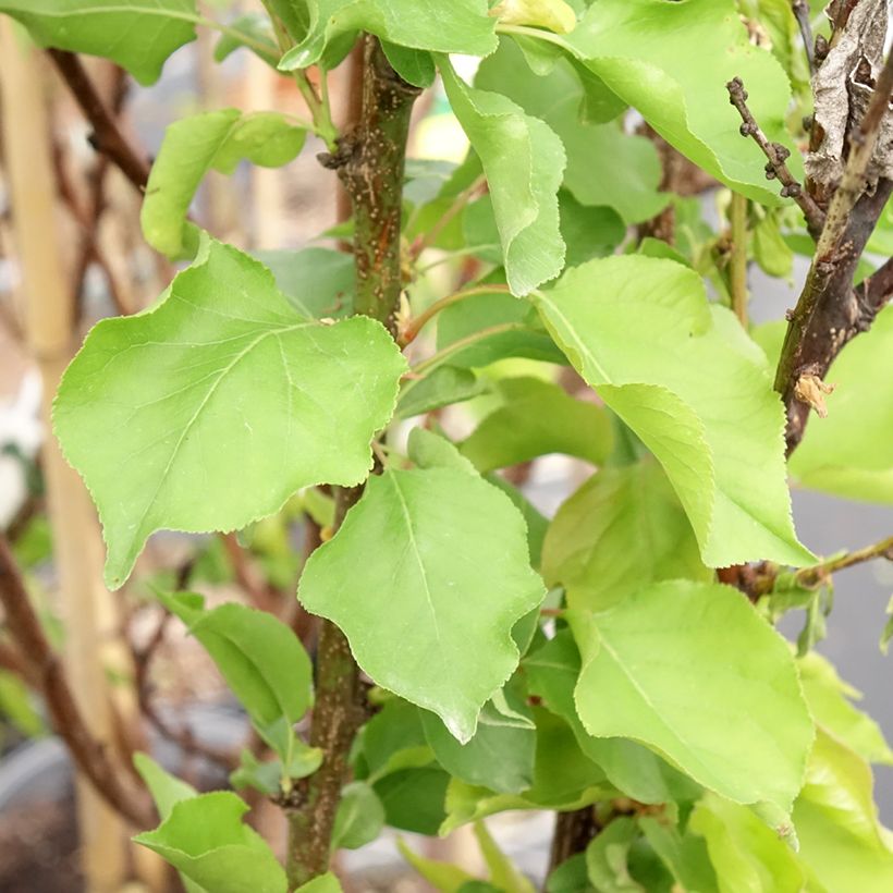 Damasqueiro Canino - Prunus armeniaca (Folhagem)