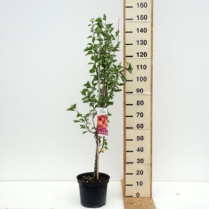 Amostra de Damasqueiro Canino - Prunus armeniaca Vaso de 7,5 L/10 L, Copo tal como entregue no verão
