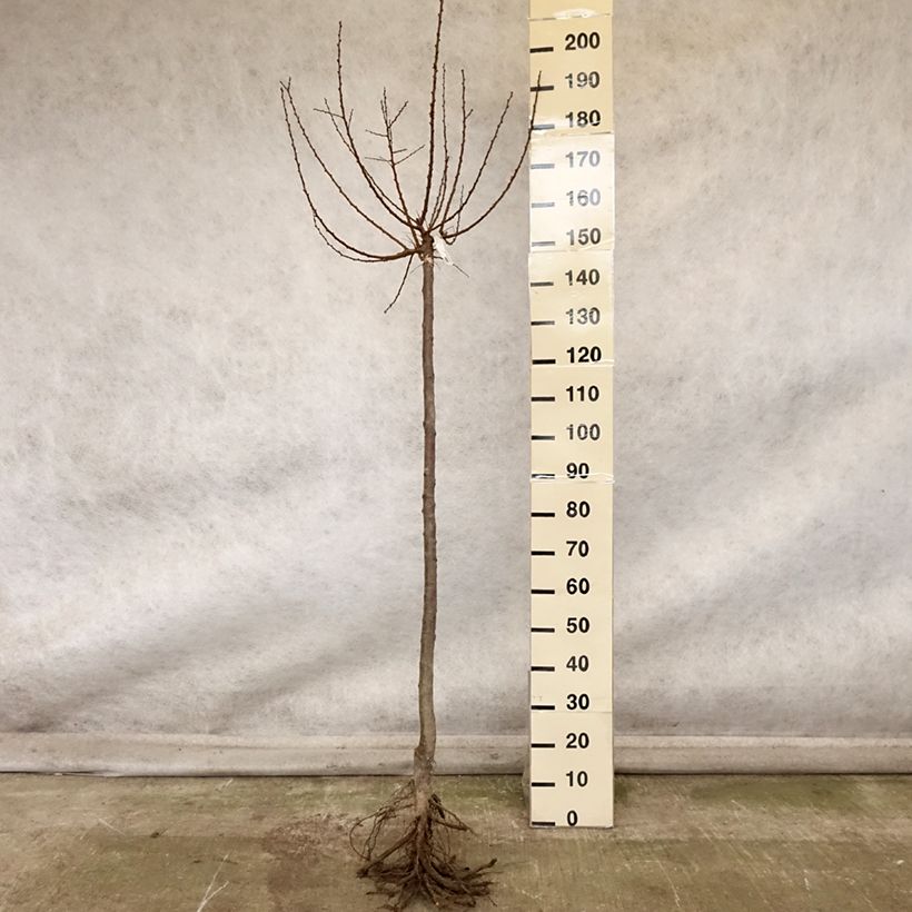 Amostra de Damasqueiro Doucoeur - Prunus armeniaca Raízes nuas, Meia haste tal como entregue no outono