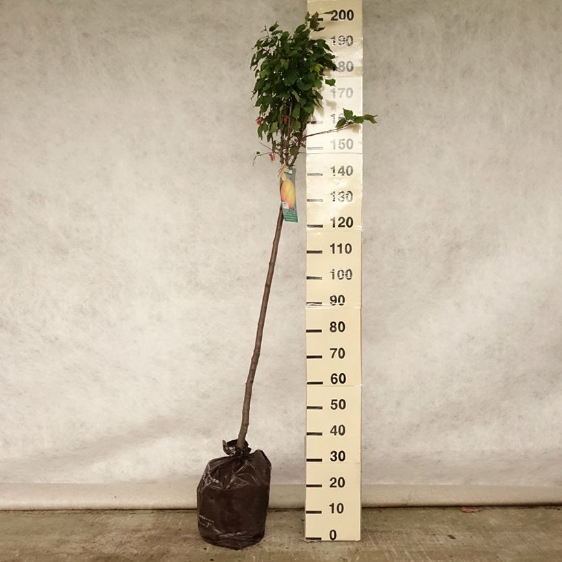 Amostra de Damasqueiro Doucoeur - Prunus armeniaca Torrão "Pronto a plantar", Meia haste tal como entregue no verão