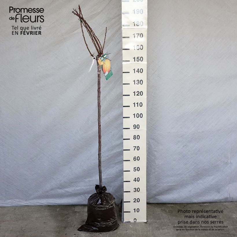 Amostra de Abricotier Doucoeur - Georges Delbard Torrão "Pronto a plantar", Meia haste tal como entregue no inverno