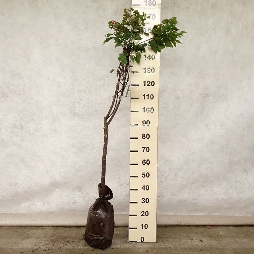 Amostra de Damasqueiro Doucoeur - Prunus armeniaca Torrão "Pronto a plantar", Copo tal como entregue no verão