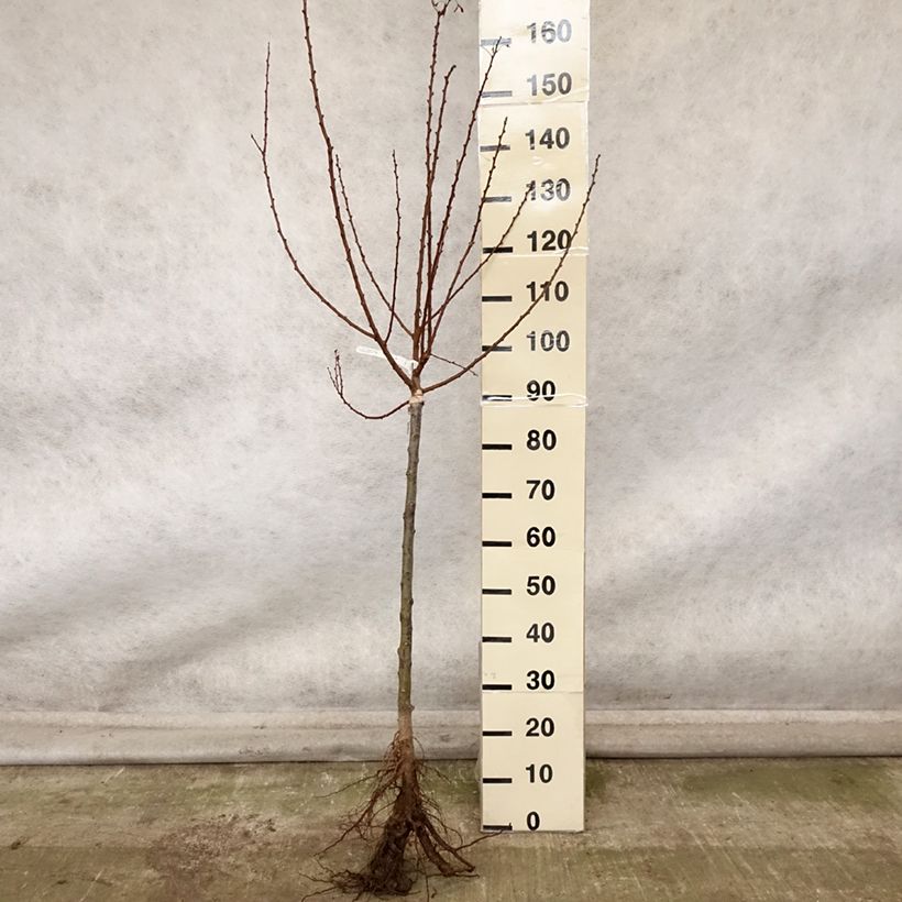 Amostra de Damasqueiro Doucoeur - Prunus armeniaca Raízes nuas, Copo tal como entregue no outono