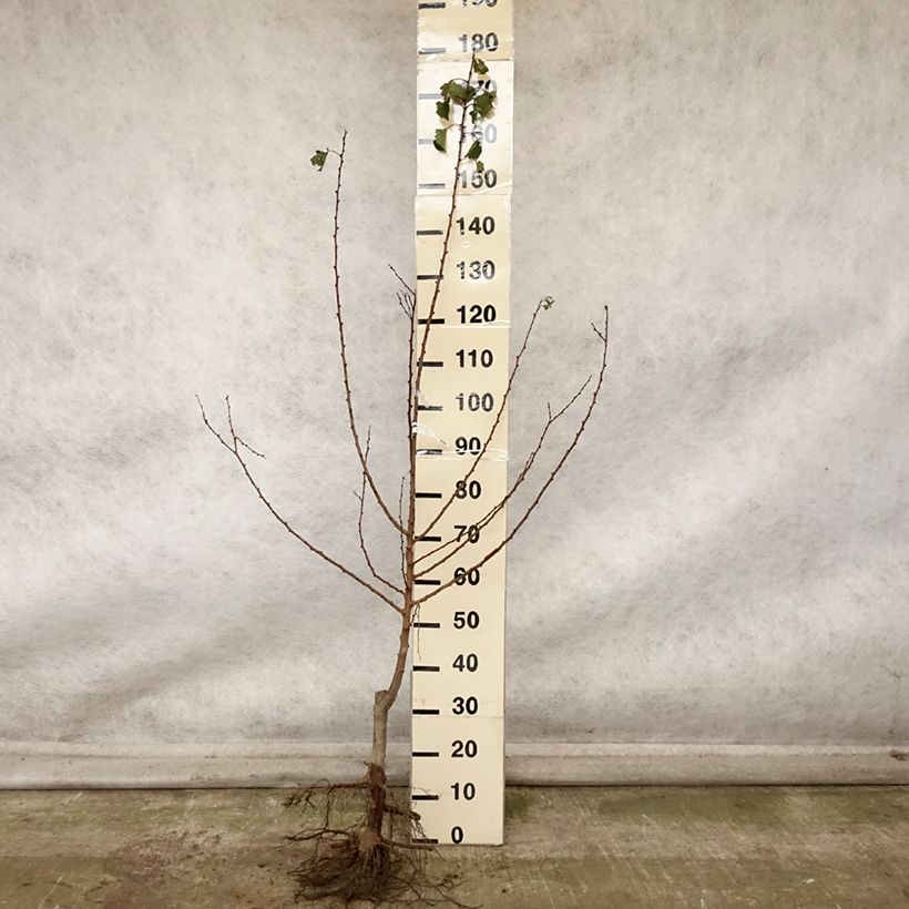 Amostra de Damasqueiro Doucoeur - Prunus armeniaca Raízes nuas, Rebento tal como entregue no outono
