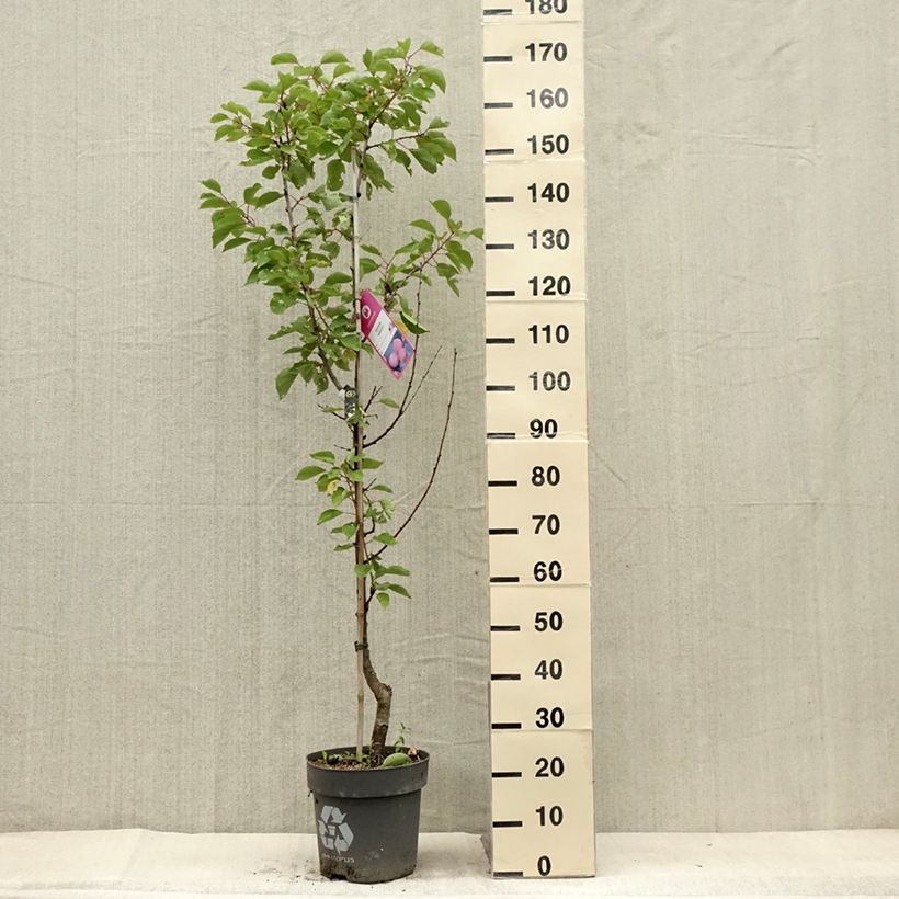 Amostra de Damasqueiro Goldrich - Prunus armeniaca Vaso de 7,5 L/10 L, Copo tal como entregue no verão