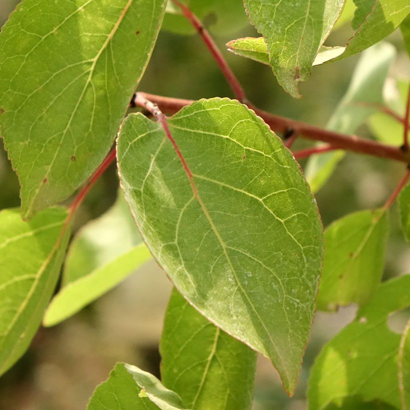 Damasqueiro Goldrich - Prunus armeniaca (Folhagem)