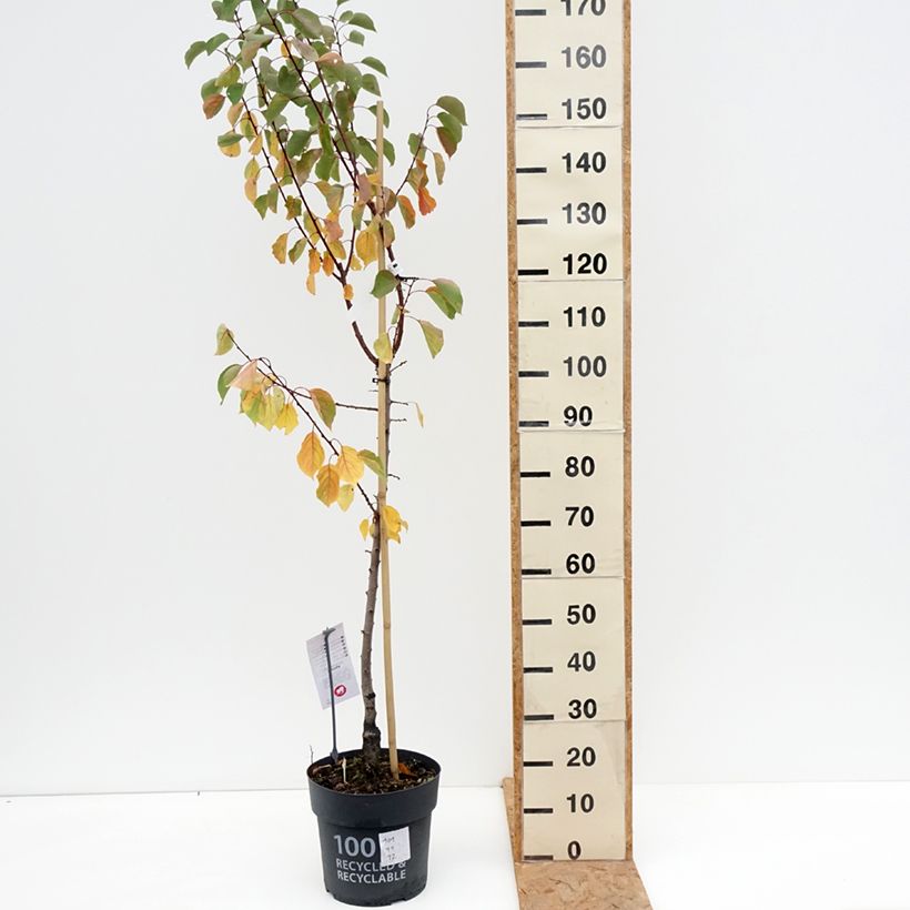 Amostra de Damasqueiro Goldrich - Prunus armeniaca Vaso de 7,5 L/10 L, Copo tal como entregue no outono