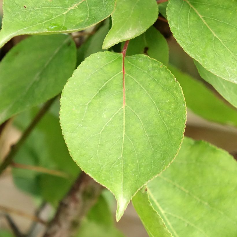 Damasqueiro Hargrand - Prunus armeniaca (Folhagem)