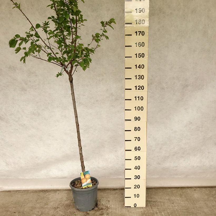 Amostra de Damasqueiro Hargrand - Prunus armeniaca Vaso de 12 L/15 L, Meia haste tal como entregue no verão